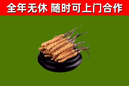 十堰市回收散虫草