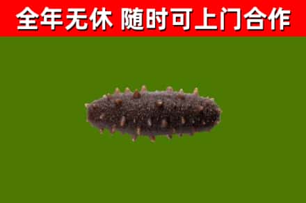 十堰市回收海参干